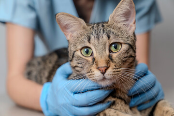 Veterinarian examining pet on table in veterinary clinic, Veterinary caring of a cute cat,...