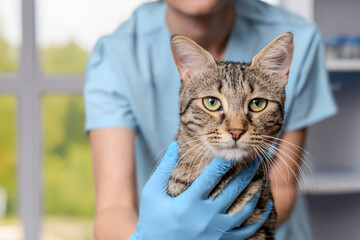 Veterinarian examining pet on table in veterinary clinic, Veterinary caring of a cute cat,...