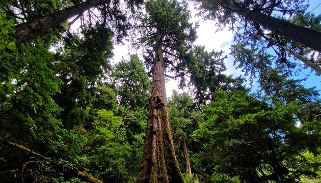 Lush forest canopy with towering tree - Powered by Adobe