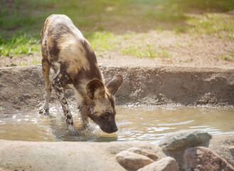 African wild dog drinks water on a hot summer day , Lycaon pictus, painted dog, Cape hunting dog, animal in its natural habitat