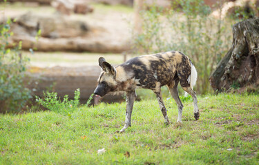 animal listed in IUCN Red List - African wild dog, Lycaon pictus, painted dog, Cape hunting dog, animal of Africa