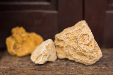 Closeup of a fossil of a shell in a stone