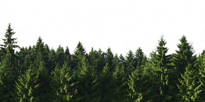 Dense green spruce forest panorama isolated on a transparent background spruce tree