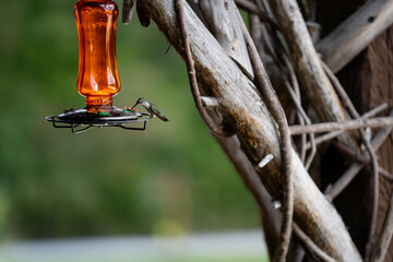Hummingbird in the Catskill Mountains, Upstate New York
