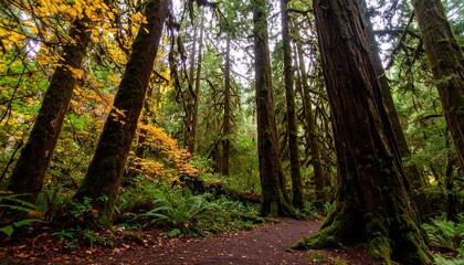Lush forest floor bathed in diffused light