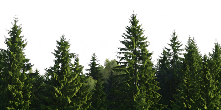 Dense green spruce trees forest panorama isolated on a transparent background evergreen