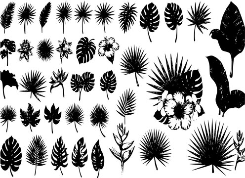 Tropical plants, leaves and palms big set. Exotic illustrations, floral elements isolated, Hawaiian bouquet for greeting card.
