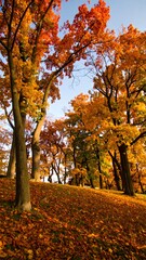 Fototapeta premium Autumnal Trees in Park/Pathway