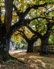 Autumnal trees in a village