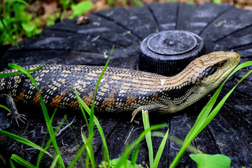 A blue-tongued lizard (Tiliqua ) resting on a dark surface
