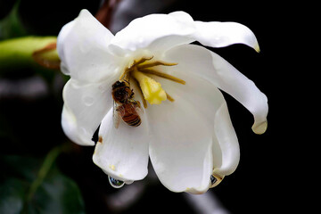 A busy honeybee (Apis mellifera) gathers nectar