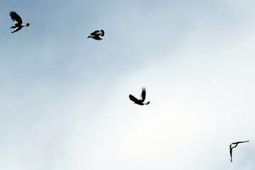 Four Australian Magpies (Gymnorhina tibicen) soaring