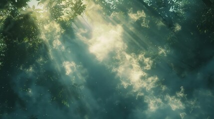 Fototapeta premium Sunlight through forest canopy