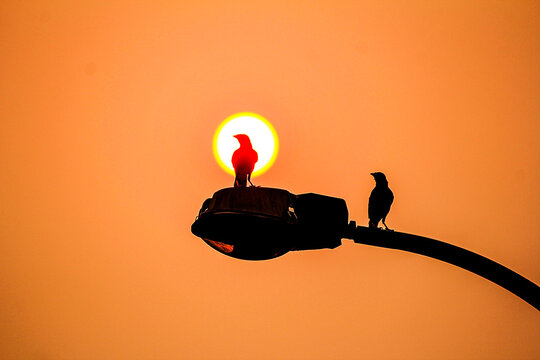 Two Australian Common Mynas (Acridotheres tristis) perched on a lamppost