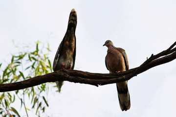 Two spotted doves (Streptopilea chinenesis) perched on a branch