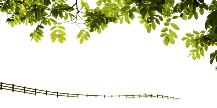 Green leaves and wooden fence on isolated on a transparent background foliage branches - Powered by Adobe