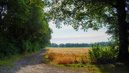Getriedefeld mit Weg und B&auml;umen