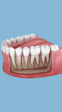 Molar anatomy in details. Dental 3D animation