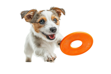 Golden retriever trying to catch a yellow flying disc in a playful outdoor game on white background