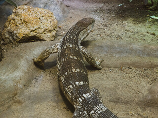 Top view of monitor lizard full body in natural environment