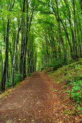 Forest hiking trail in Vitosha mountain Sofia
