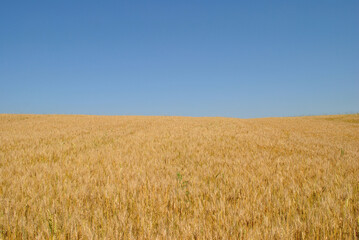 field of wheat
