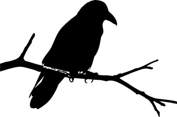 Striking raven perched on branch, a symbol of mystery and intelligence in nature's stark beauty