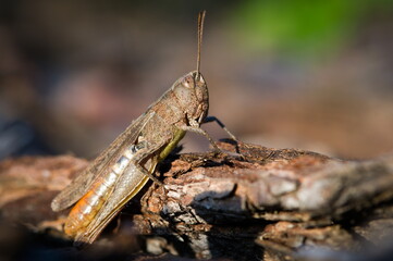 Common field grasshopper (Chorthippus brunneus) on bark, Czech Republic.