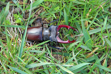 Stag beetle is climbing in green grass. Big insect with great horns