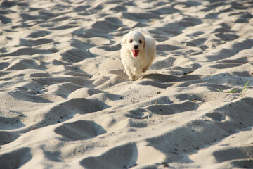 Maltipoo puppy running on sand. small Maltese dog playing outdoors. Family pet