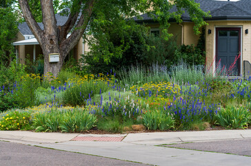 An urban Xeriscape garden full of thriving drought tolerant plants in a beautifully designed and landscaped yard in Colorado.