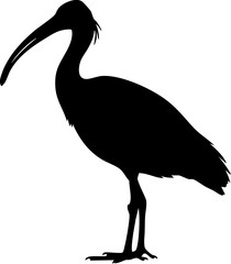 Fototapeta premium Elegant ibis silhouette poised gracefully with long curved beak, symbolizing nature and wildlife beauty