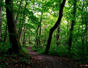 Naklejka premium Lush forest path in sunlight
