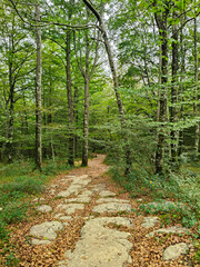 Camino en el bosque entre arboles verdes