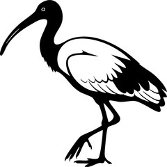 Obraz premium Elegant ibis bird with long curved beak gracefully walks, showcasing natural beauty and wildlife