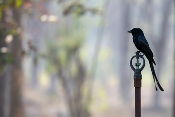 Wildlife Meets Halloween — Black Drongo Bird Silhouette