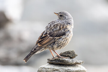Close Up of Alpine Accentor Bird Perched on Rock in the Swiss Alps