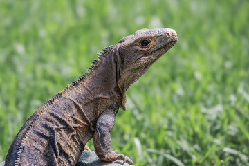 Black Spiny-Tailed Iguana in Costa Rica