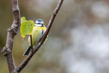 Eurasian Blue Tit on Tree Branch in Autumn Light – Natural Background