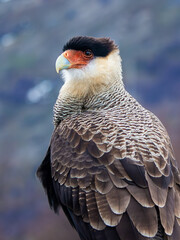 Crested Caracara Portrait in Patagonia in Argentina