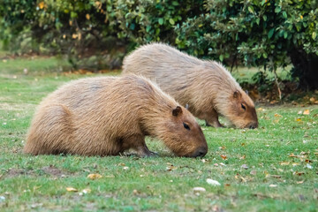 Capybaras Grazing in Tigre Buenos Aires Province in Argentina