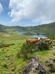 Obraz premium Corvo Island in the Azores with Cows