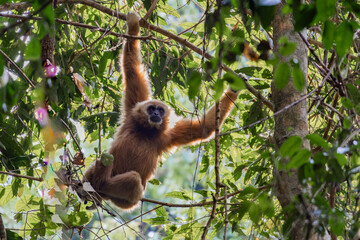 White-Handed Gibbon in Thailand Jungle Tree Canopy
