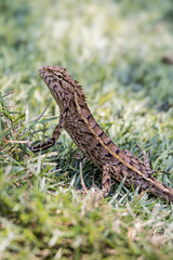 The oriental garden lizard in Thailand