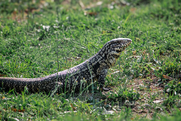 Argentine Black and White Tegu on Martin Garcia Island