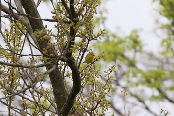 yellow warbler bird in its natural landscape