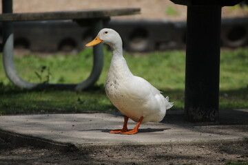 white domestic mallard hybrid duck bird in its natural landscape 