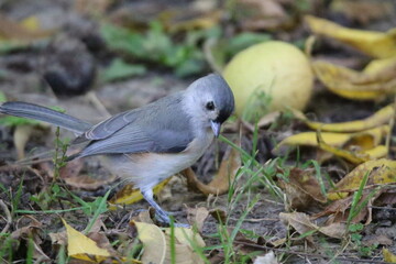 tufted titmouse bird in its natural landscape 