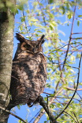stunning great horned owl perched in a tree 