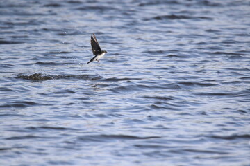 swallow bird catching bugs of water surface